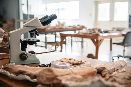 骨骼恐龙摄影照片_考古学家用工具清理恐龙骨骼，发现新物种化石遗迹。