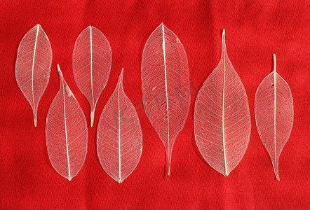 红色背景上的七个骨架叶榕（Ficus benjamina）。
