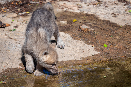 北极狼幼崽饮用水，Canis lupus arctos