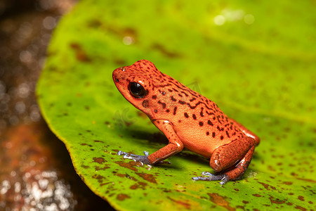 草莓箭毒蛙，La Fortuna Costa Rica