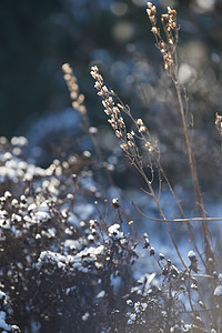 阳光明媚的日子里，一个干燥的花园被雪覆盖，位于自家后院的户外。