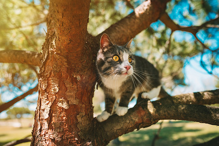 阳光明媚的日子，可爱的猫坐在大自然户外的树上