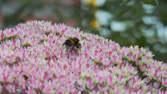 大黄蜂坐在白色粉红色的秋季花园花序上，从花中采集花粉和花蜜。