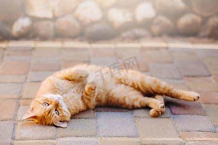 在享受的猫摄影照片_一只姜猫躺在户外，享受阳光明媚的夏日