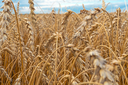 麦田小麦摄影照片_麦穗金麦田、农业农场和农业概念