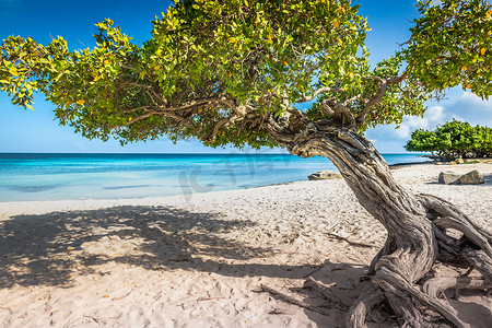 荷属安的列斯群岛阿鲁巴岛上的鹰滩和 divi divi 树