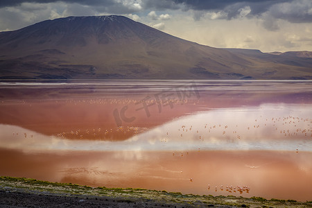 玻利维亚 Altiplano 的智利火烈鸟和拉古纳科罗拉达，红色泻湖
