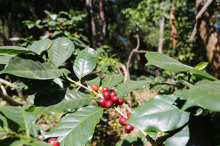 生长的咖啡豆摄影照片_热带森林山里成熟的咖啡豆