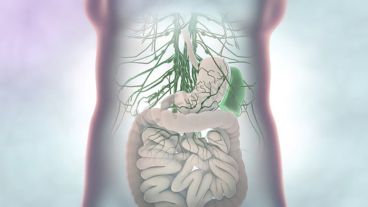 人体肝脏解剖学和肝脏部位的定义
