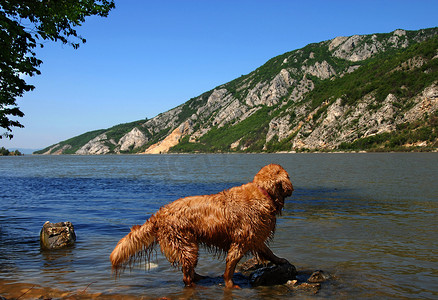 河岸摄影照片_多瑙河河岸上的狗