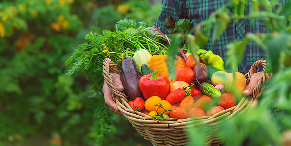 有机蔬菜蔬菜摄影照片_一名男子在花园里收获蔬菜。