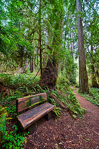 沿着小径休息的红杉林木长凳