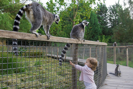 动物园里的一个女孩想摸狐猴的尾巴
