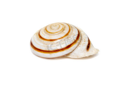 Theba 是呼吸空气的陆生蜗牛的分类学属，蜗牛科中的中型有肺腹足类软体动物，真正的蜗牛。