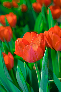 春天花开了摄影照片_郁金香在春天开了红色的花蕾