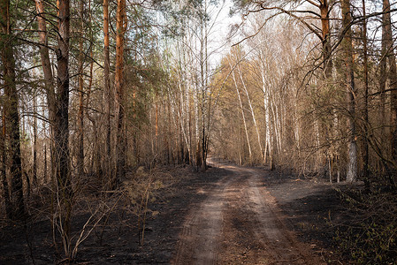 森林火灾后被烧毁的森林