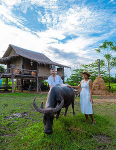 一对男女在泰国的一家寄宿家庭喂水牛，这是一座有绿色稻田的生态农场