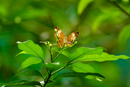 叶子上的蝴蝶，热带雨林中的宏观昆虫生活。