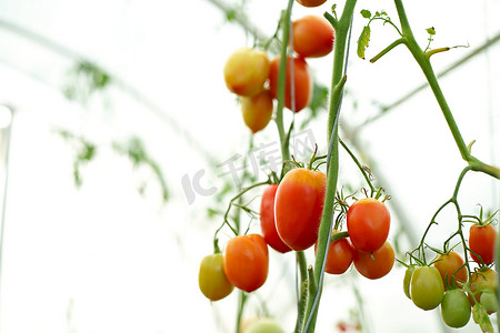 前景绿色房子的树枝上有美丽的番茄植物，浅田部门，复制空间，有机番茄