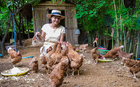 泰国中部一家有稻田的生态农场寄宿家庭中的亚洲妇女正在喂鸡