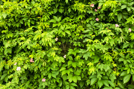 花园的栅栏背景摄影照片_攀缘植物哈姆花园的绿色夏日墙