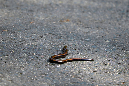 一条小蛇已经在地上爬了。