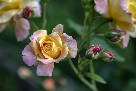色彩缤纷的温柔玫瑰与露水在自然模糊的背景。