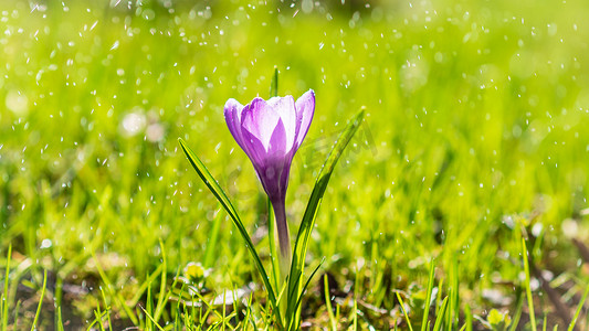 蓝色长横幅背景摄影照片_夏日小雨滴中的一朵紫色番红花，长宽的横幅