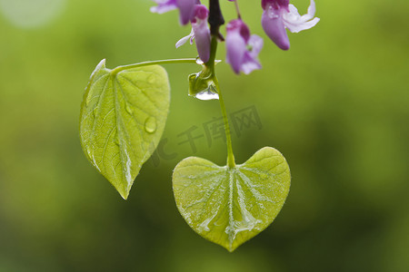 春雨后的湿叶