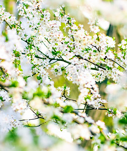樱花树在春天开花，白花作为自然背景