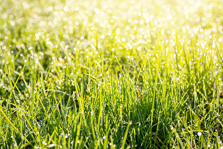 太阳初升摄影照片_清晨的露水映衬着初升的太阳，明亮的新鲜草