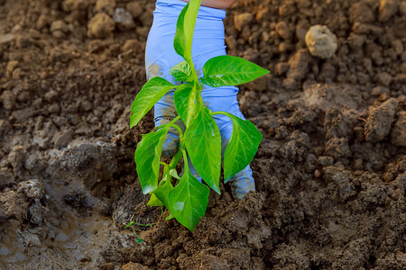 辣椒种植摄影照片_一位农妇在地下温室里种植辣椒幼苗。