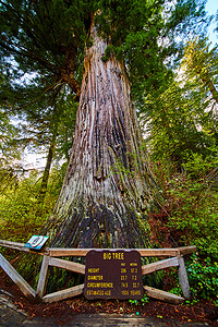 加州古红杉林中的大树记录宽度