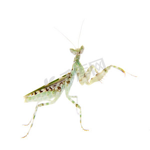 小印度摄影照片_印度花螳螂，Creobroter gemmatus，白色