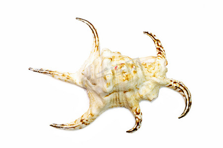 兰比斯奇拉格拉（Harpago chiragra）海贝的图像属于在白色背景下分离的斯特龙贝科家族。