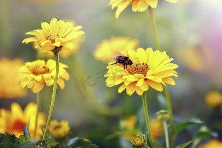 大菊摄影照片_紫锥菊或黄锥花药草、开花特写、色彩鲜艳的植物、自然背景