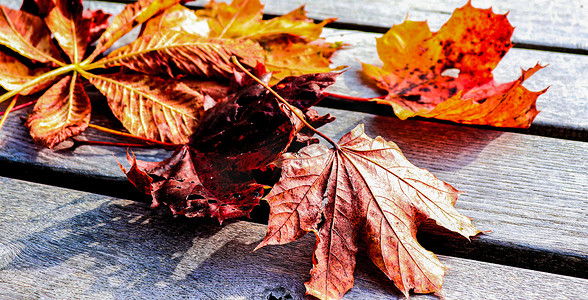 红色黄色枫叶摄影照片_秋天的黄色枫叶在木桌上。