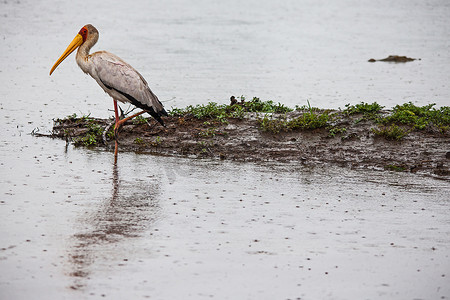 黄嘴鹳 (Mycteria ibis) 在雨中 15145