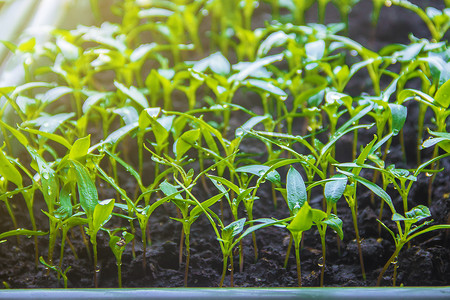 种茄子摄影照片_窗台上的花盆里种着辣椒苗。