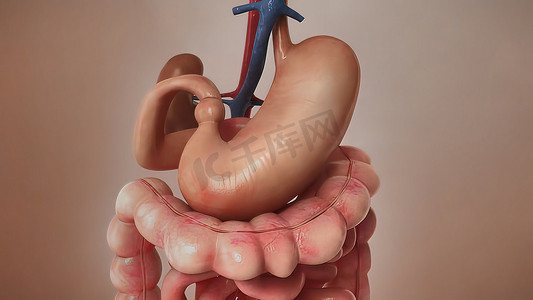 医学概念 3d 插图的人体消化系统解剖
