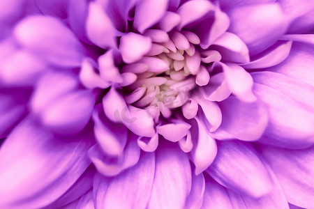 抽象花卉背景，紫色菊花。