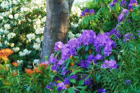 盆花杜鹃摄影照片_给春天增添一点色彩。