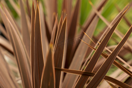 花园里的 Cordyline Australis 植物