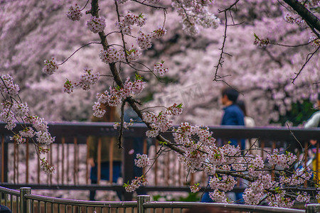 吉门寺绿地公园的樱花
