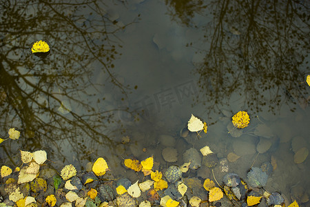 黄金色背景摄影照片_俄罗斯沃罗涅日市水坑里的黄秋叶、雨滴痕迹和树木倒影