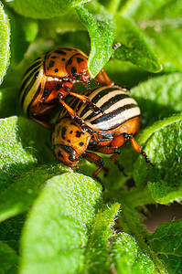 两只科罗拉多甲虫在一片绿薯叶上交配，特写，宏观拍摄
