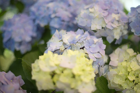 新鲜霍滕西亚明亮的蓝色花朵和绿叶模糊背景。