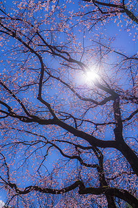 赏樱花摄影照片_分枝的樱花和太阳天空
