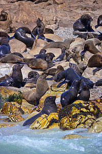 海角毛皮海豹，戴尔岛，干斯拜，南非