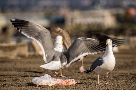 海鸥们为了一个装满食物的塑料袋而打架